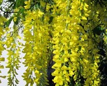 Golden Chain Tree {Laburnum alpinum} Scotch Laburnum Ornamental Showy 20... - £2.52 GBP