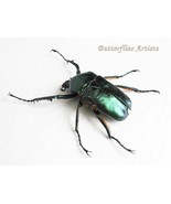 Rare Green Beetle – Jumnos Ruckeri Pfanneri Framed Taxidermy Shadowbox - $149.68 CAD