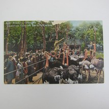 Postcard California Cawston Ostrich Farm Feeding Oranges Antique Unposted - £4.71 GBP