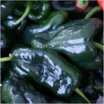 50 Seeds Ancho Grande Hot Pepper Seeds - £23.68 GBP