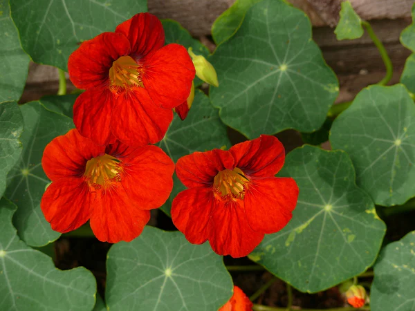 NASTURTIUM EMPRESS OF INDIA Edible Flower Seeds Home Garden 15 Seeds - $9.95