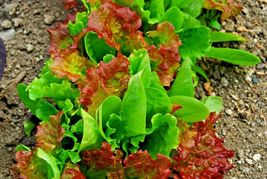 600 Gourmet Salad Mix Seeds Easy Leaf Lettuce Blend Garden Containers - £14.13 GBP