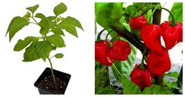 NEW ! Caribbean Red Habanero Pepper Plant - Very Hot - 2.5&quot; Pot - £19.80 GBP
