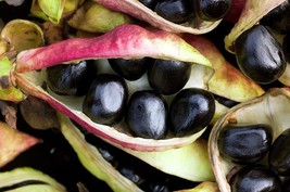 RUNNER BEAN BLACK COAT, 15 SEEDS R - $304.51 MXN