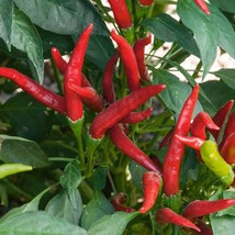 New Fresh Organic Anaheim Chili Pepper Plant (Capsicum Annuum) Seeds - £12.09 GBP