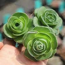 200 Seeds Green Rose Garden Greenovia Flower for Garden - £26.30 GBP