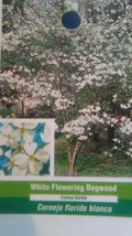 White Flowering Dogwood Tree Grow Own Trees Plants Landscape Shade Fruit Flowers - £110.33 GBP