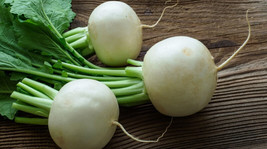 500+ Mantanghong Radish Seeds - £7.89 GBP