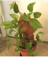 Devil&#39;s Ivy Pothos House Plants - $13.56 CAD+