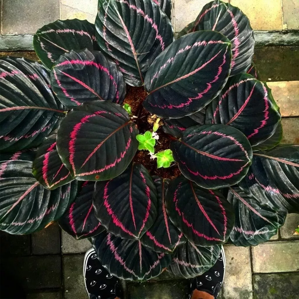 Dottie Calathea Seeds For Garden Planting 24 Seeds USA Seller - £8.43 GBP