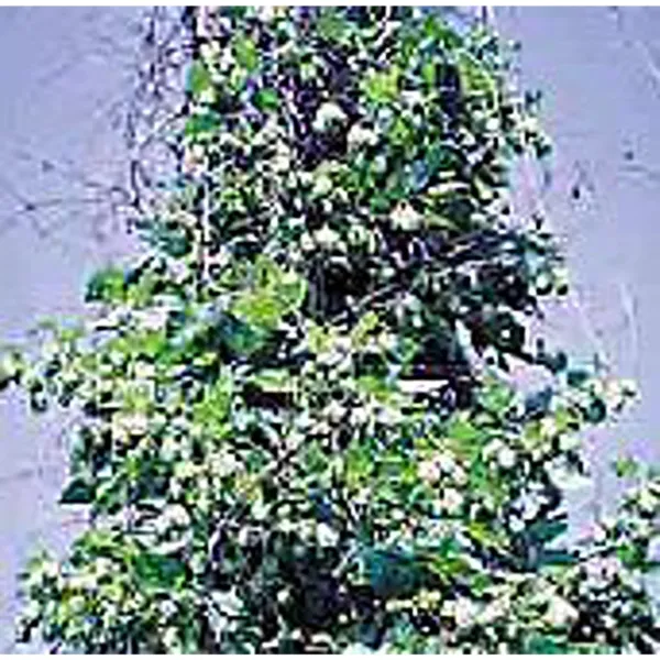 Hops Seeds (20+ Seeds) Non Gmo Vegetable Fruit Herb Flower Seeds For Plantin Usa - £12.98 GBP
