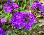 Moss Verbena Seeds, Perennial Ground Cover, Creeping, Purple Flower, FRE... - $1.87+
