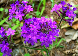Moss Verbena Seeds, Perennial Ground Cover, Creeping, Purple Flower, FREE SHIP - £1.46 GBP+