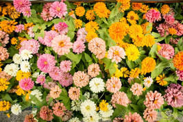 25 Seeds Pink Melody Mix Marigold Seeds for Garden Planting  - $8.85