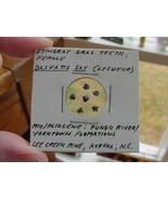 (S1366-t) Micro Fossil Stingray oral teeth female Dasyatis Aurora tooth ... - $10.39