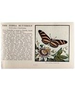 The Zebra Butterfly 1934 Butterflies Of America Antique Insect Art PCBG14B - $19.99