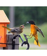 A Male Baltimore Oriole Feeding His Young - 8x10 Unframed Photograph - $24.21 CAD