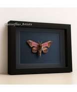 Blinded Sphinx Moth – Paonias excaecatus * Verso Framed Entomology Shadowbox - $59.99