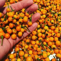 Bb Habanero Pepper Seeds For Over 1000 Seeds Fresh Seeds Fast Shipping - $17.98