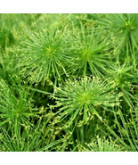 30 Queen Tut Dwarf Papyrus Grass Seeds Cyperus Prolifer Fresh Seeds Gardening US - $13.90