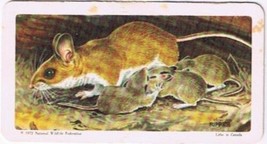 Brooke Bond Red Rose Tea Card #14 White Footed Mouse Animals &amp; Their Young - $0.98