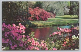 Magnolias Azaleas Moss Covered Southern Trees in Garden Colorful Flowers Vintage - £11.31 GBP