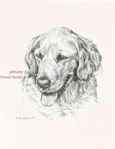 #170 GOLDEN RETRIEVER dog art print * Pen and ink drawing by Jan Jellins - $12.50