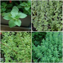 Puerto Rican ~Jamaican Oregano ~Stick Oregano ~False Oregano 5&#39;&#39;Tall liv... - £23.65 GBP