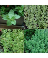 Puerto Rican ~Jamaican Oregano ~Stick Oregano ~False Oregano 5&#39;&#39;Tall liv... - $39.00