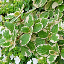 (1)2-4&quot; Live Plant Succulent Plectranthus Coleoides Variegated Swedish Ivy - £19.24 GBP