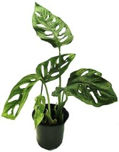 2.5&quot; Pot Monstera Adansoni Swiss Cheese Live Plant Easy to Grow Old Favorite  - £46.64 GBP