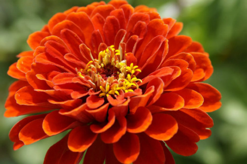 CLK Florist Choice! {Zinnia- elegans} &quot;&quot;Orange King&quot;&quot; 25+ seeds - $2.98