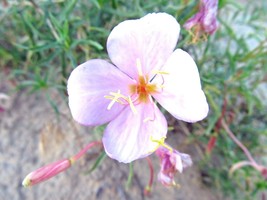 SHIPPED FROM US 300+Pale Evening Primrose Drought Tolerant Flower Seeds, CB08 - £13.58 GBP