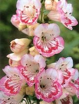 50 Pcs Penstemon Sweet Lips Flower Seeds #MNHG - £12.98 GBP
