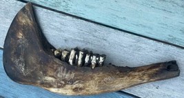 Engraved Jaw Bone Scrimshaw Possible Bison - $173.25