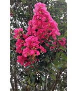 2 Live Plants Hot Pink Crepe Myrtle Trees Flowering Rooted Cuttings Crap... - $1,031.54 MXN
