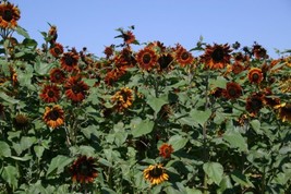 Fresh 50 Velvet Queen Sun Flower Seeds Herb Non-Gmo Us Seller - $6.86