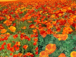 500 Flower Seeds Mikado California Poppy Native Wildflower Garden Container Easy - £13.35 GBP