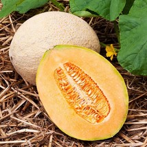 US Seller Planter&#39;S Jumbo Cantaloupe Fast Shipping - $11.48