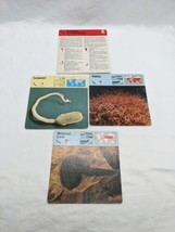Lot Of (3) 1975 Rencontre Annelids To Arthropods Education Cards - $24.74