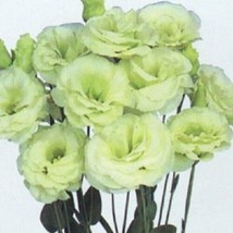 TH 20  Verde Lime Lisianthus Semi Di Fiori/Eustoma/Annuale Ottimo Taglio Fiore - £11.05 GBP