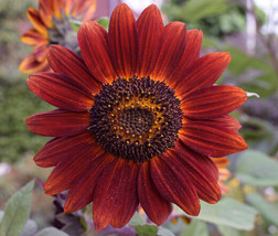 20 SEEDS SUNFLOWER VELVET QUEEN HEIRLOOM SEEDS QUICK GROW LUSH GARDEN READY - £22.28 GBP