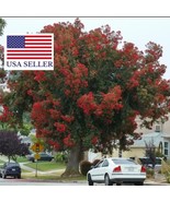 10 Eucalyptus Ficifolia Seeds Albany Red Flowering Gum Corymbia Ficifoli... - $17.52