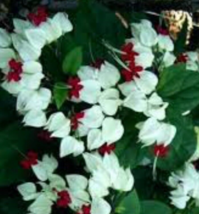 1 Pc White Bleeding Heart Clerodendrum Dicentra Spectabilis Live Plant 7&quot; Tall  - £23.44 GBP