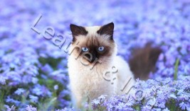 New Siamese Cat Design Checkbook Cover - £7.97 GBP