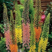 Fresh 100 Foxtail Lily Flower Seeds - £9.53 GBP