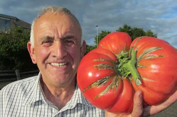 30 Giant Tomato Seeds Heirloom Seed 2024 Non-Gmo Fresh Garden - £5.56 GBP