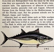 Albacore 1939 Salt Water Fish Gordon Ertz Color Plate Print Antique PCBG19 - £23.44 GBP