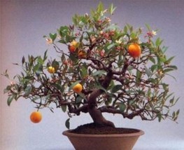 US Seller 30Pcs Dwarf Standing Calamondin Citrus Orange Tree Seeds New Fresh See - £10.03 GBP