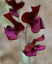 30 Seeds Lathyrus Black Knight Sweet Pea Most Fragrant Annual Flower  - £13.15 GBP